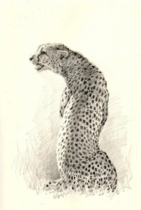 sketch of a cheeta