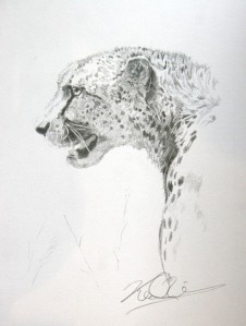Pencil sketch of a cheetah
