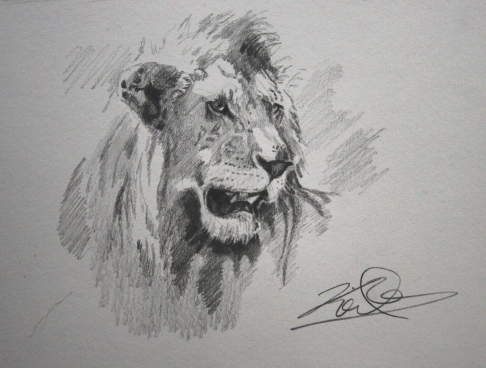 Pencil Drawing of a Lion