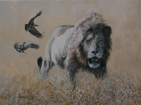 Oil painting of a lion walking. Painted by Keith McAllister